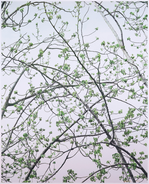 初春的杨树2020年143X177cm.jpg