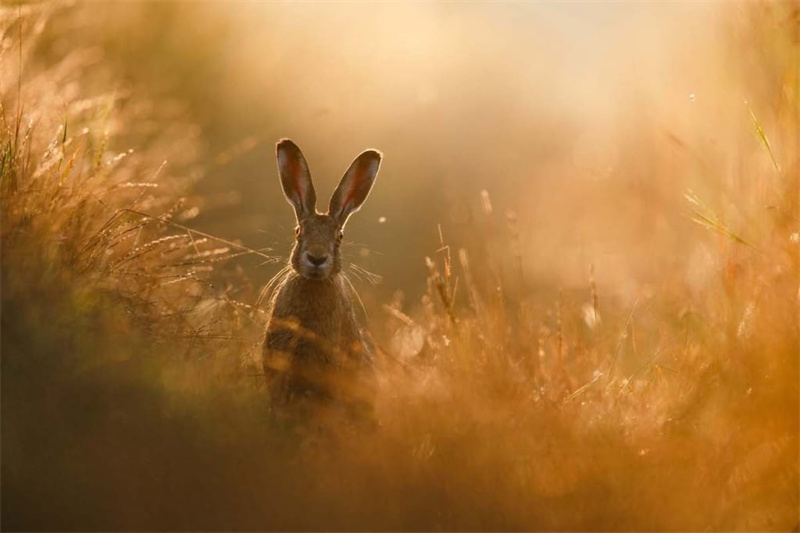《一只野兔的梦想》彼得·林德尔（德国）.jpg