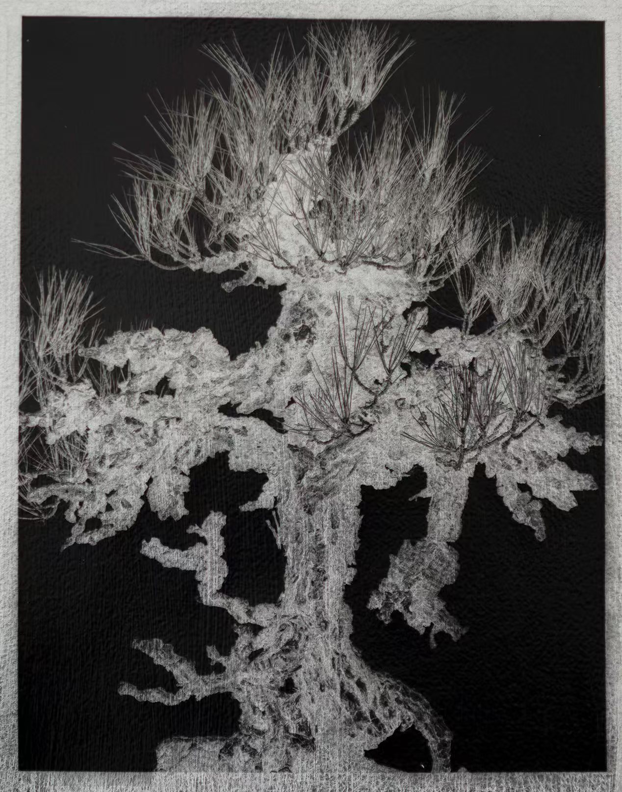 曾翰《拓松》20x25cm(40x50cm)碳素印相2025.jpg
