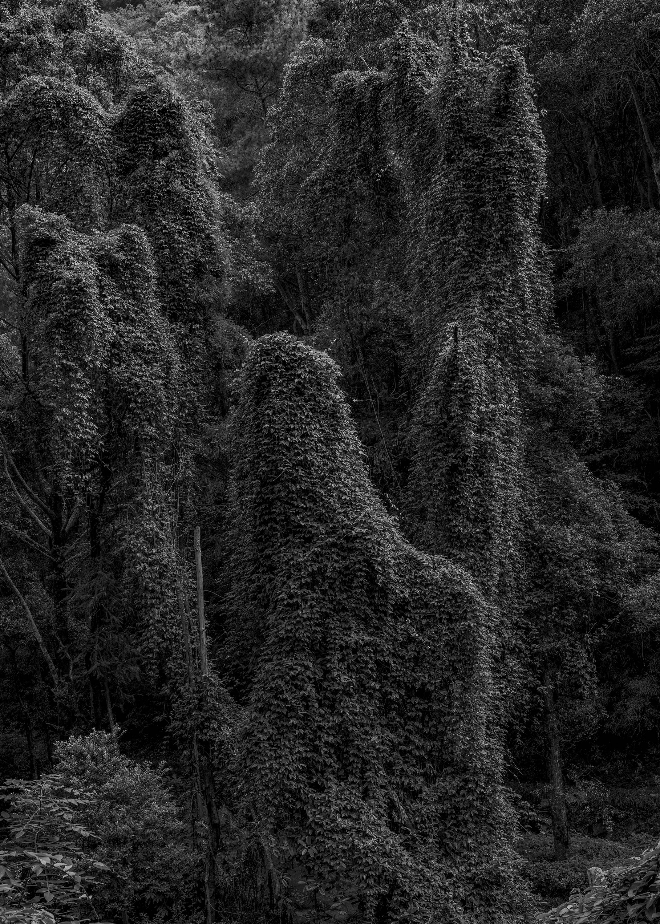 13茂林修竹-2022-舒巧敏 (6).jpg